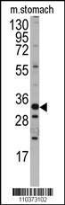 Anti-PELP1 Rabbit Polyclonal Antibody (PE (Phycoerythrin))