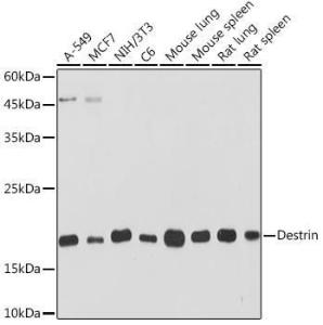 Antibody A307021-100 100 µl