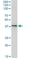 Anti-BAG1 Mouse Monoclonal Antibody [clone: 2D3]