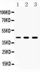 Anti-ATTY Rabbit Polyclonal Antibody