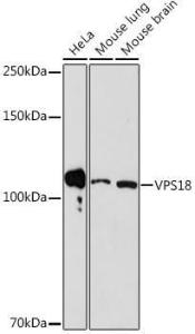 Antibody A307022-100 100 µl