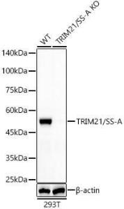 Western blot analysis of extracts from wild type(WT) and TRIM21/SS-A knockout (KO) 293T(KO) cells, using Anti-TRIM21 / SS-A Antibody [ARC57363] (A309663) at 1:2000 dilution