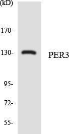 Western blot analysis of the lysates from HepG2 cells using Anti-PER3 Antibody