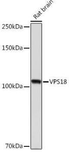 Antibody A307022-100 100 µl