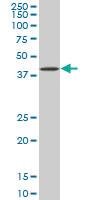 Anti-BAG1 Mouse Monoclonal Antibody [clone: 2D3]