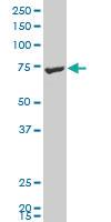 Anti-CNKSR1 Mouse Polyclonal Antibody