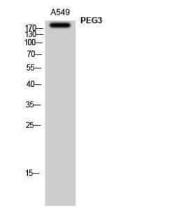 Anti-PEG3 Rabbit Polyclonal Antibody