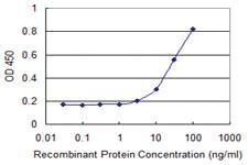 Anti-CDX1 Mouse Monoclonal Antibody [clone: 4C4]