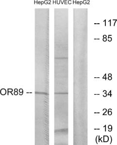 Western blot analysis of lysates from HepG2 and HUVEC cells using Anti-OR89 Antibody. The right hand lane represents a negative control, where the antibody is blocked by the immunising peptide