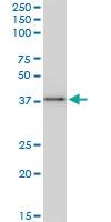 Anti-BAG1 Mouse Monoclonal Antibody [clone: 2D3]