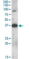 Anti-MARCH10 Goat Polyclonal Antibody