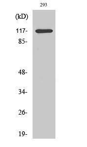 Western blot analysis of various cells using Anti-HDAC4 (phospho Ser632) Antibody