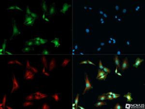 Anti-Fibronectin Rabbit Polyclonal Antibody