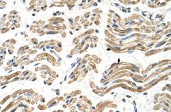 Anti-ALDH4A1 Rabbit Polyclonal Antibody