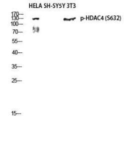 Western blot analysis of HELA SH SY5Y 3T3 lysis using Anti-HDAC4 (phospho Ser632) Antibody