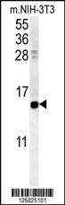 Anti-CRABP1 Rabbit Polyclonal Antibody