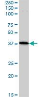 Anti-BAG1 Mouse Monoclonal Antibody [clone: 2D3]