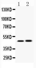 Anti-IKKG Rabbit Polyclonal Antibody