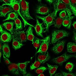 Immunofluorescent analysis of A549 cells stained with Anti-Cytokeratin 14 Antibody [LL002] followed by Goat Anti-Mouse IgG (CFand#174; 488) (Green). The nuclear counterstain is RedDot (Red)