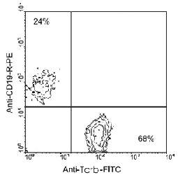 Anti-TCRB Hamster Monoclonal Antibody (FITC (Fluorescein isothiocyanate)) [clone: H57-597]