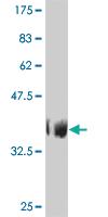 Anti-TAF6L Mouse Monoclonal Antibody [clone: 1C5]