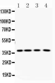 Anti-PNP Rabbit Polyclonal Antibody