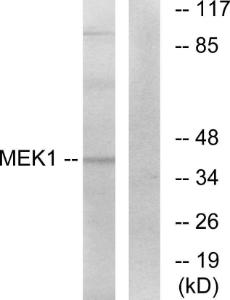 Western blot analysis of lysates from K562 cells, treated with using Anti-MEK1 Antibody. The right hand lane represents a negative control, where the Antibody is blocked by the immunising peptide