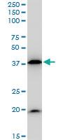 Anti-BAG1 Mouse Monoclonal Antibody [clone: 2D3]