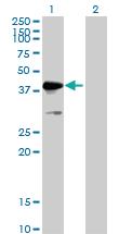 Anti-MKRN2 Mouse Polyclonal Antibody