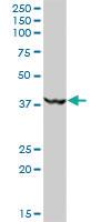 Anti-MKRN2 Mouse Polyclonal Antibody