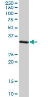 Anti-STX4 Mouse Monoclonal Antibody [clone: 6A1]