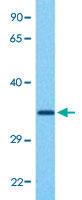 Anti-ANXA4 Rabbit Polyclonal Antibody