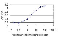 Anti-CDX2 Mouse Monoclonal Antibody [clone: 1C7]