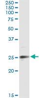 Anti-EFNA3 Antibody Pair