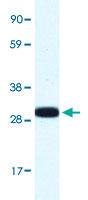 Anti-ANXA4 Rabbit Polyclonal Antibody