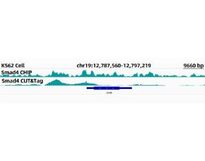 CUT&Tag was performed using the CUT&Tag Assay Kit (pAG-Tn5) for Illumina from 10<sup>5</sup> K562 cells with 1 µg of Anti-Smad4 Antibody [ARC5009-06] (A308139), and Goat Anti-Rabbit IgG H&L Antibody