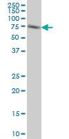 Anti-ACBD3 Mouse Monoclonal Antibody [clone: 2G2]