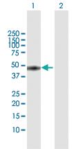 Anti-MKRN2 Rabbit Polyclonal Antibody