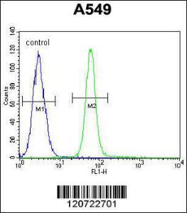 Anti-ZMYND10 Rabbit Polyclonal Antibody (HRP (Horseradish Peroxidase))