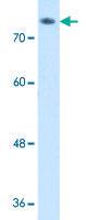 Anti-ABP1 Rabbit Polyclonal Antibody