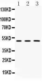 Anti-CNPase Rabbit Polyclonal Antibody