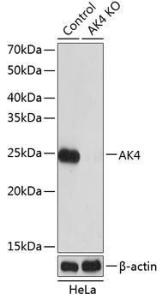 Anti-AK3L1 Rabbit Polyclonal Antibody