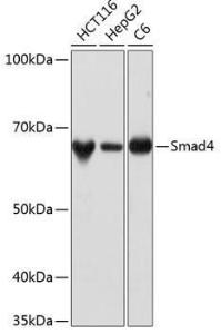 Western blot analysis of extracts of various cell lines, using Anti-Smad4 Antibody [ARC5009-06] (A308139) at 1:1000 dilution