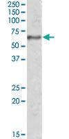 Anti-SYT1 Goat Polyclonal Antibody