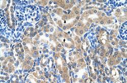 Anti-ABP1 Rabbit Polyclonal Antibody