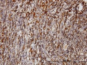 Anti-BAG1 Mouse Monoclonal Antibody [clone: 2D3]