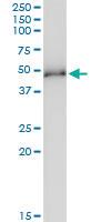 Anti-MKRN2 Rabbit Polyclonal Antibody