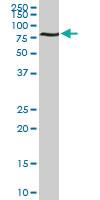 Anti-ACBD3 Mouse Monoclonal Antibody [clone: 2G2]