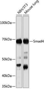 Western blot analysis of extracts of various cell lines, using Anti-Smad4 Antibody [ARC5009-06] (A308139) at 1:1000 dilution