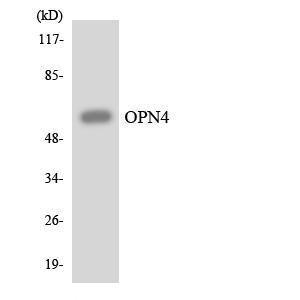 Western blot analysis of the lysates from HeLa cells using Anti-OPN4 Antibody